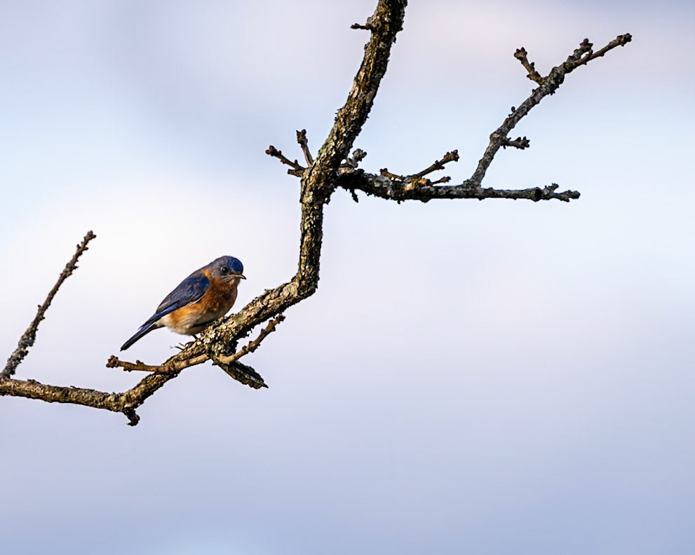 Eastern Bluebird