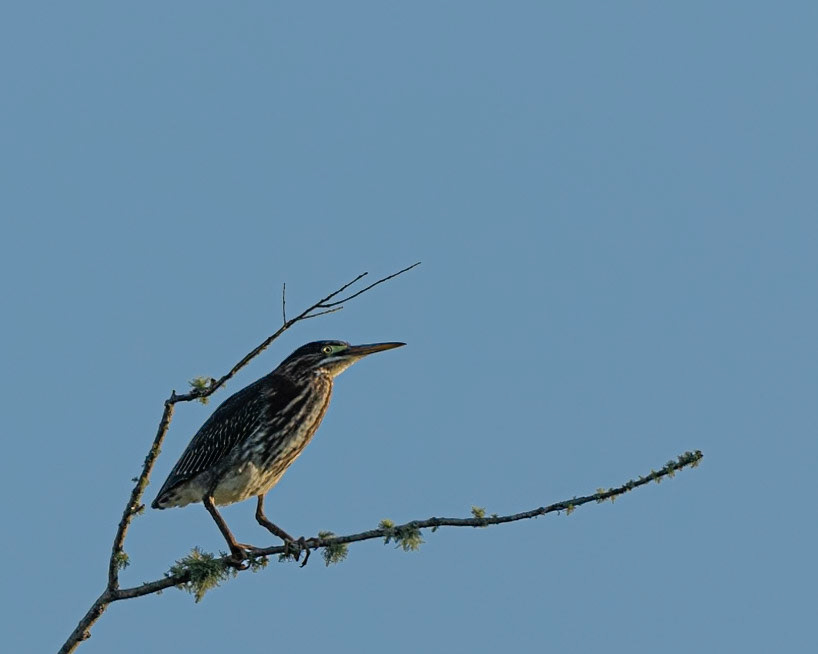 Green Heron