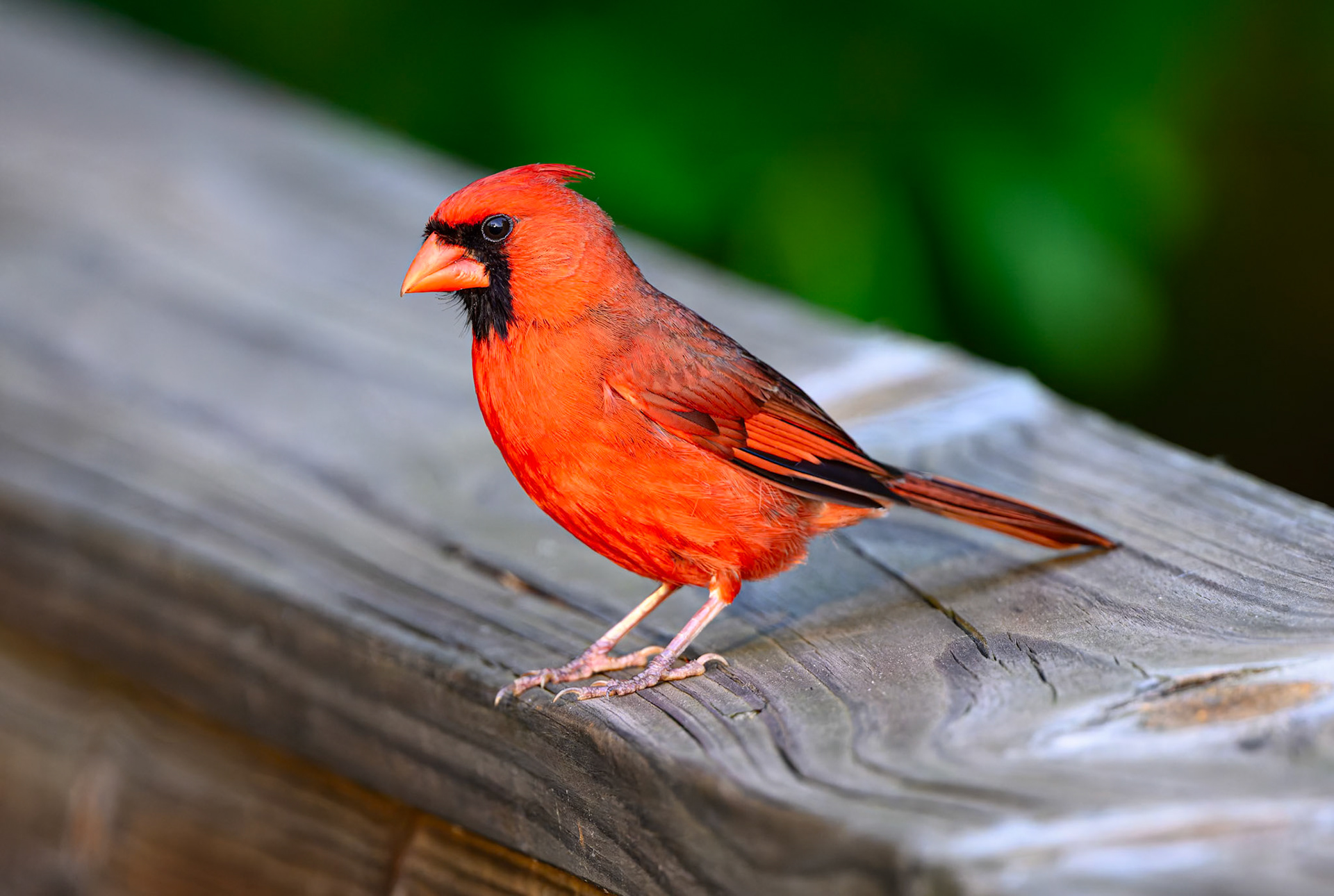 Northern Cardinal