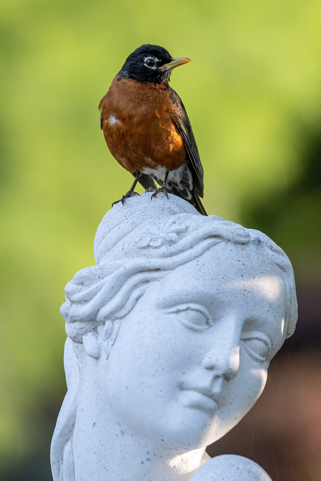 American Robin
