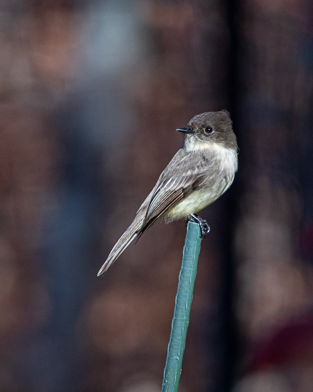 Eastern Phoebe