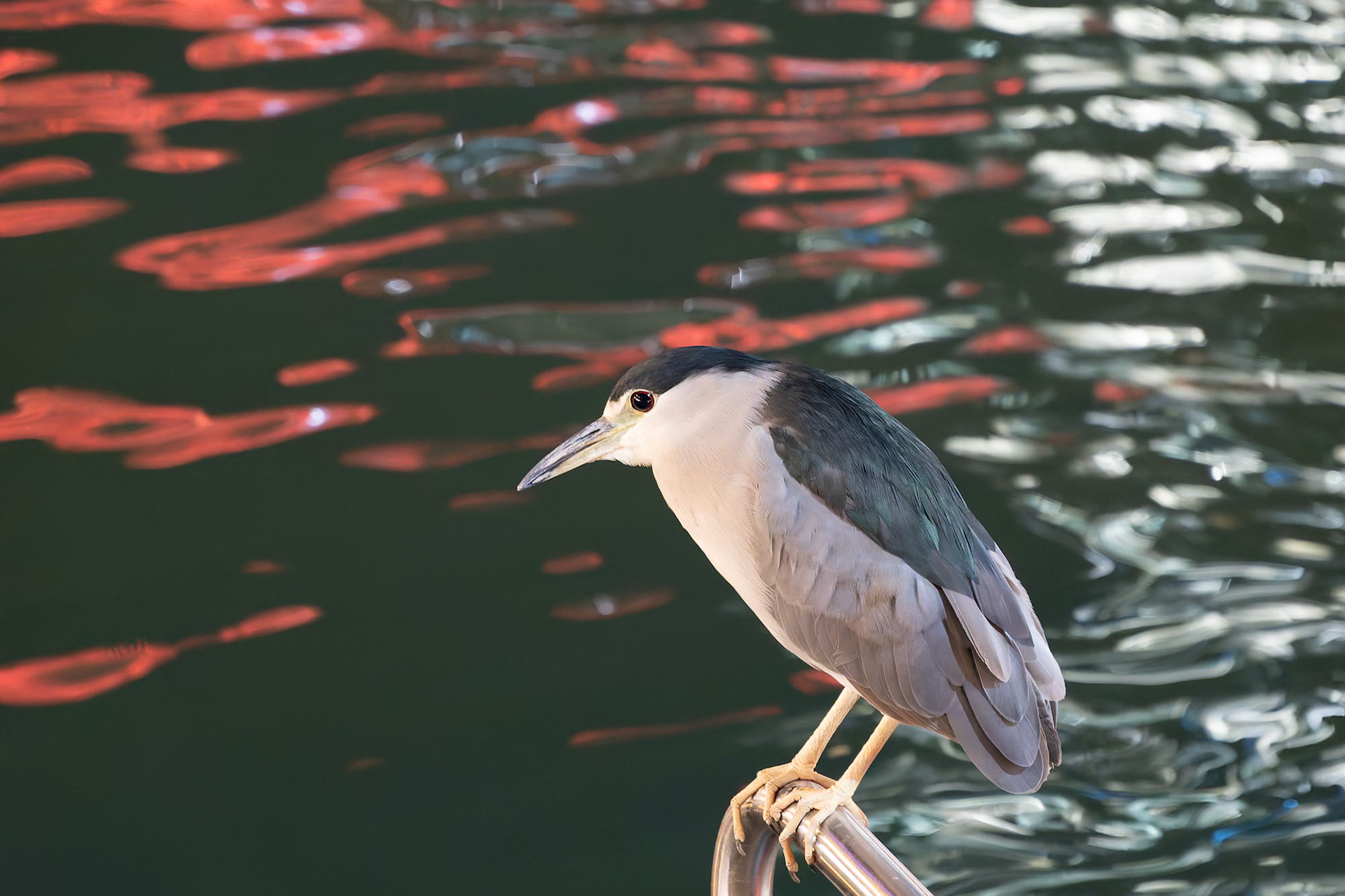 Black Crowned Night Heron