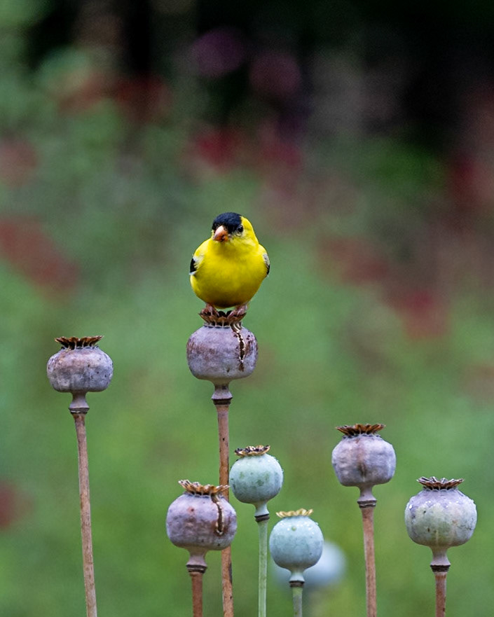 American Goldfinch