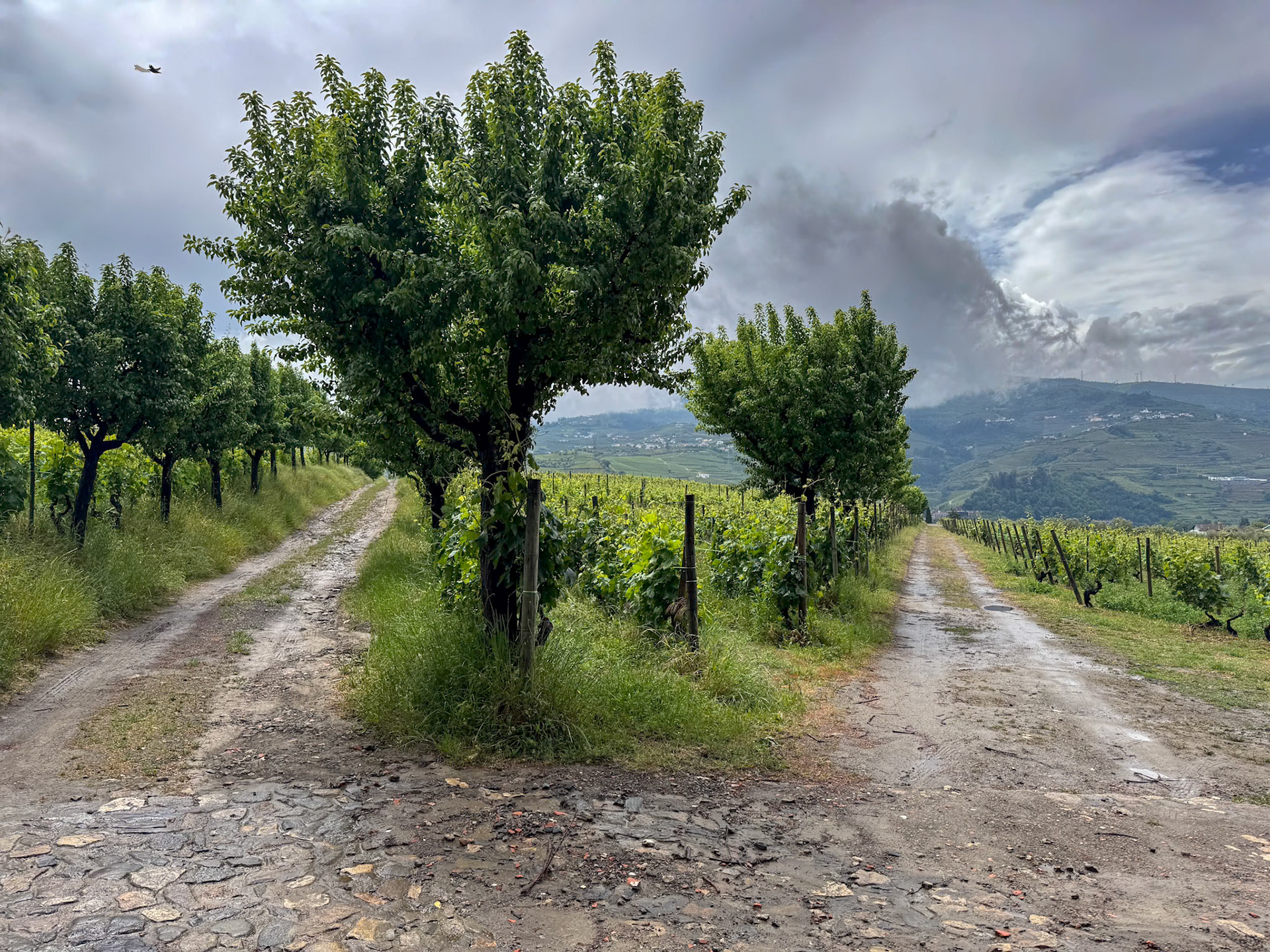 Douro Valley
