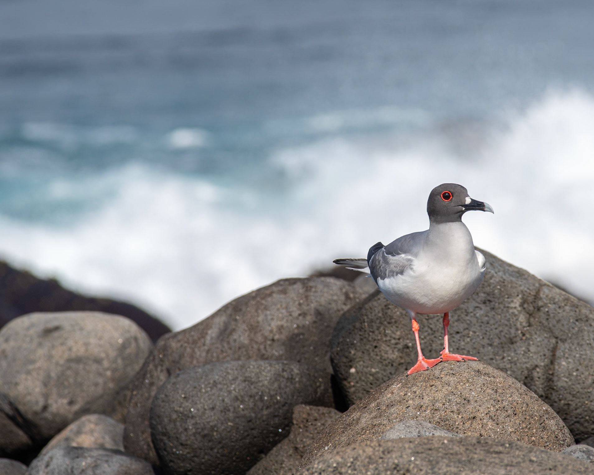 Swallow-tailed Gull