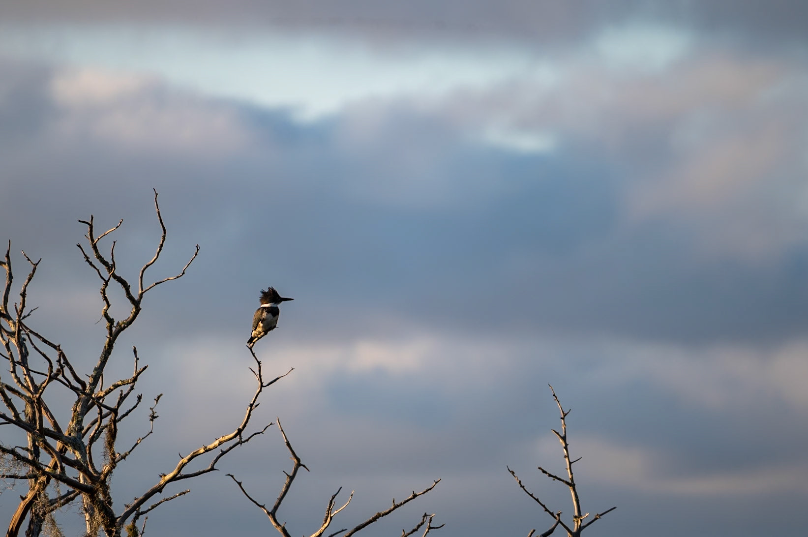Belted Kingfisher