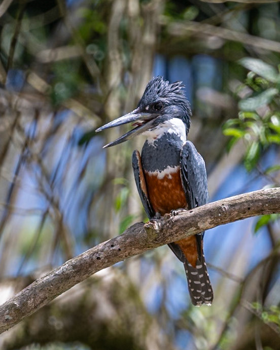 Ringed Kingfisher
