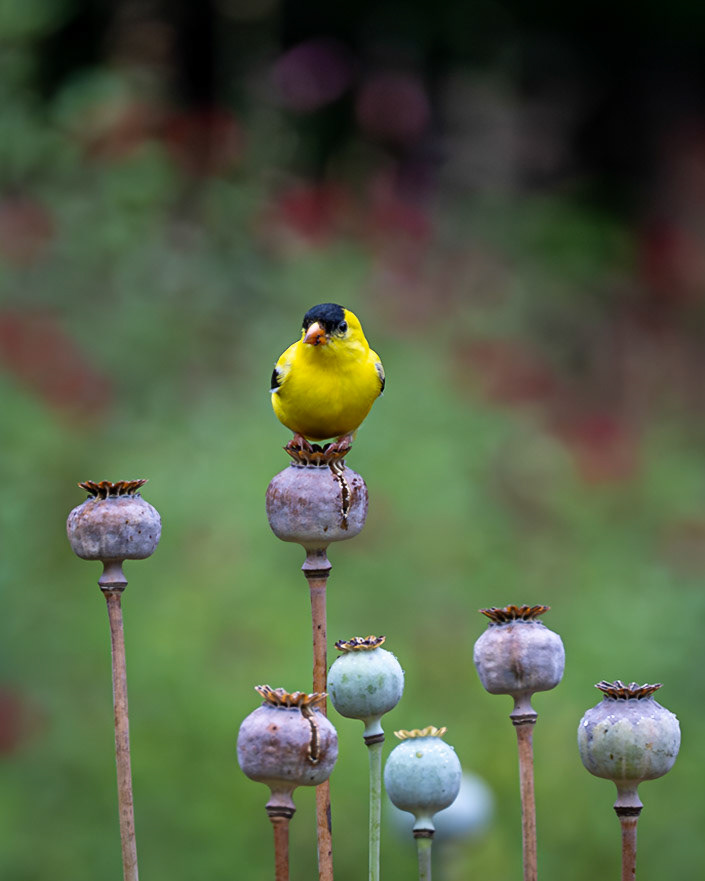 American Goldfinch