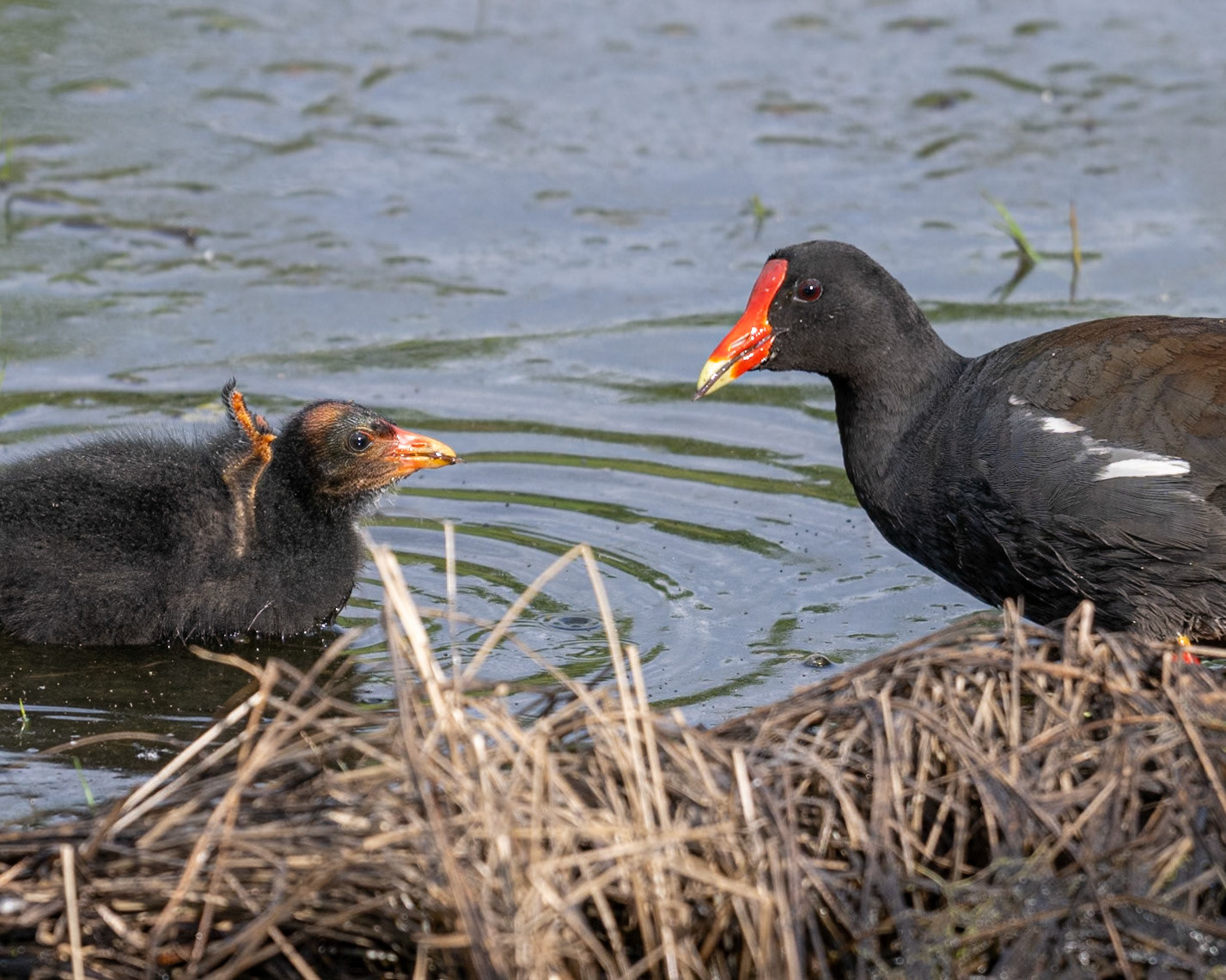Common Gallinule