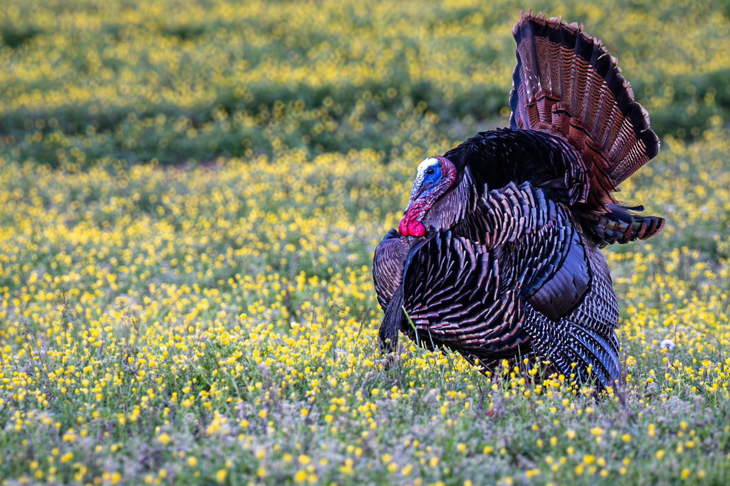 Wild Turkey