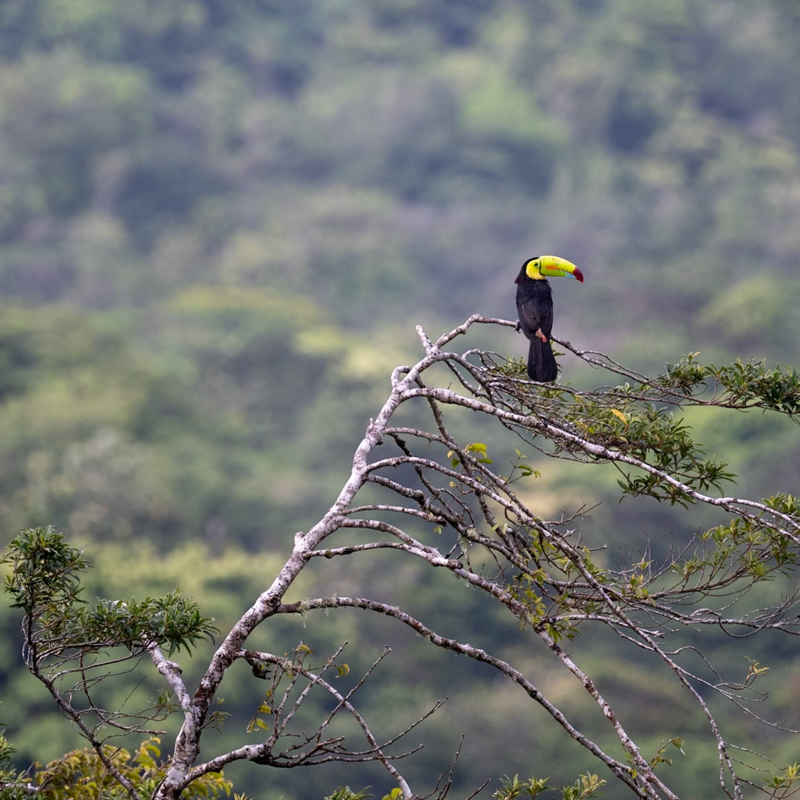 Keel-billed Toucan