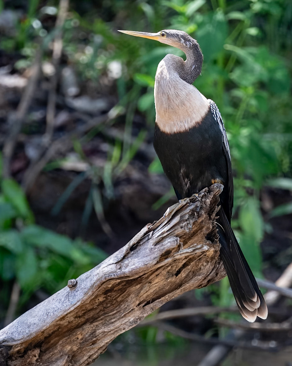Anhinga
