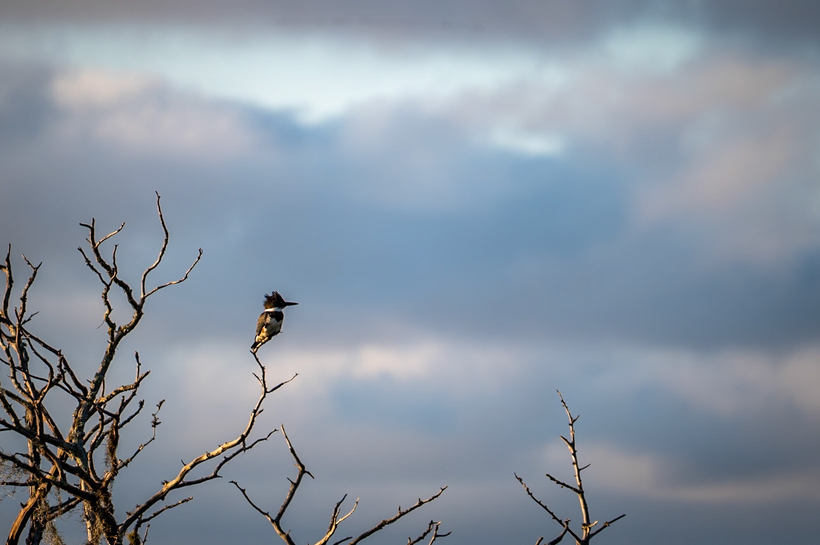 Belted Kingfisher