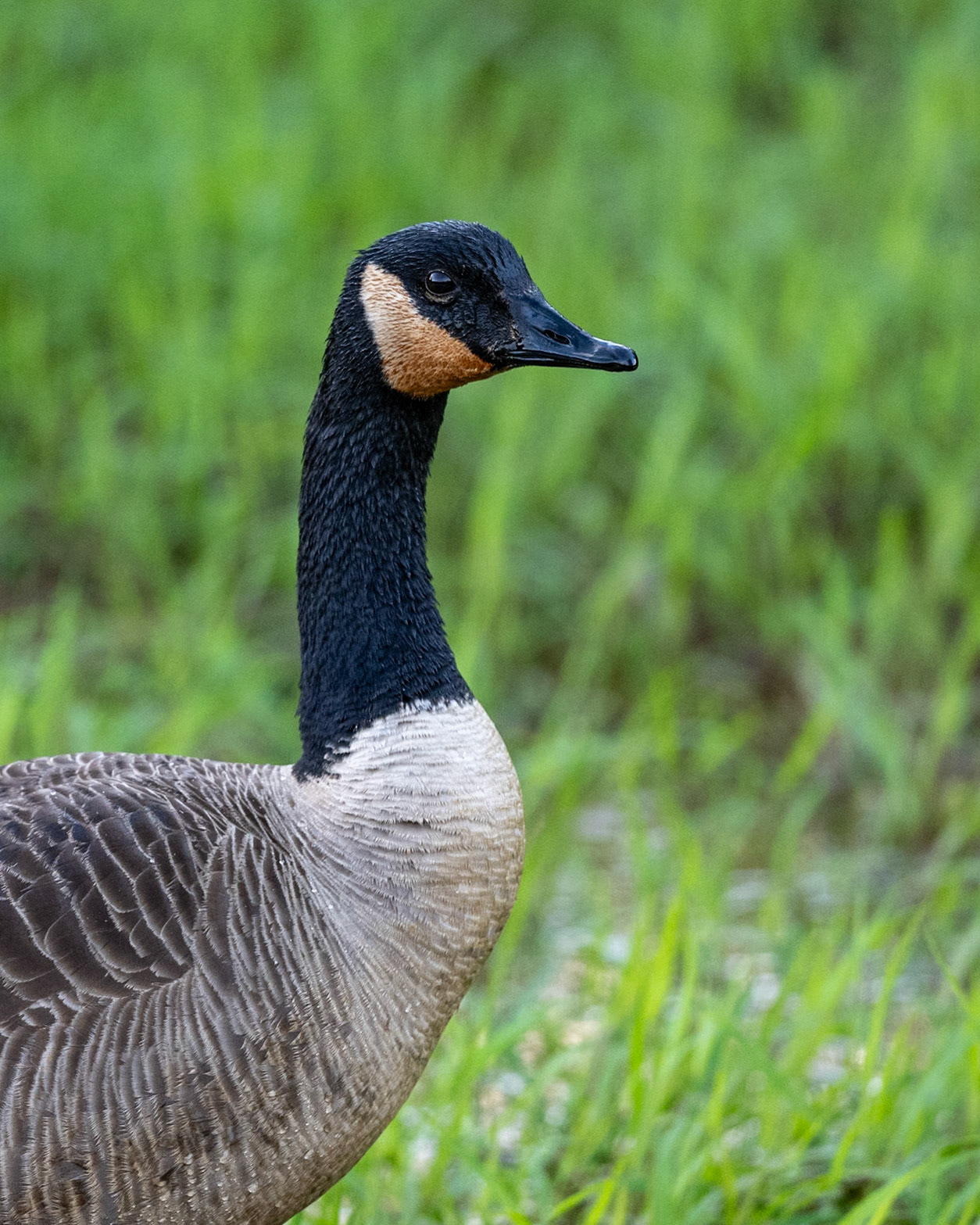 Canada Goose