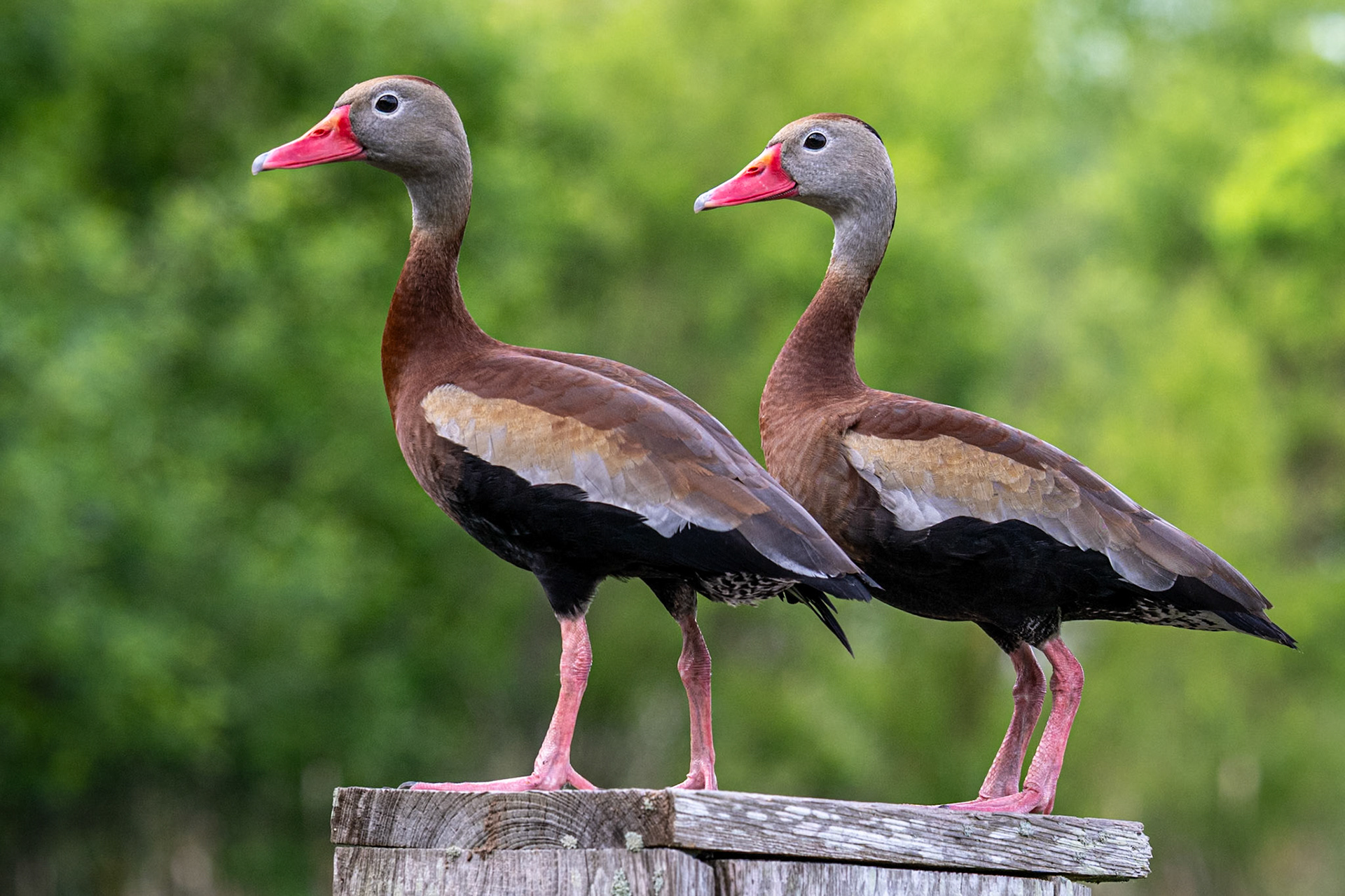 Black-bellied Whistling Ducks