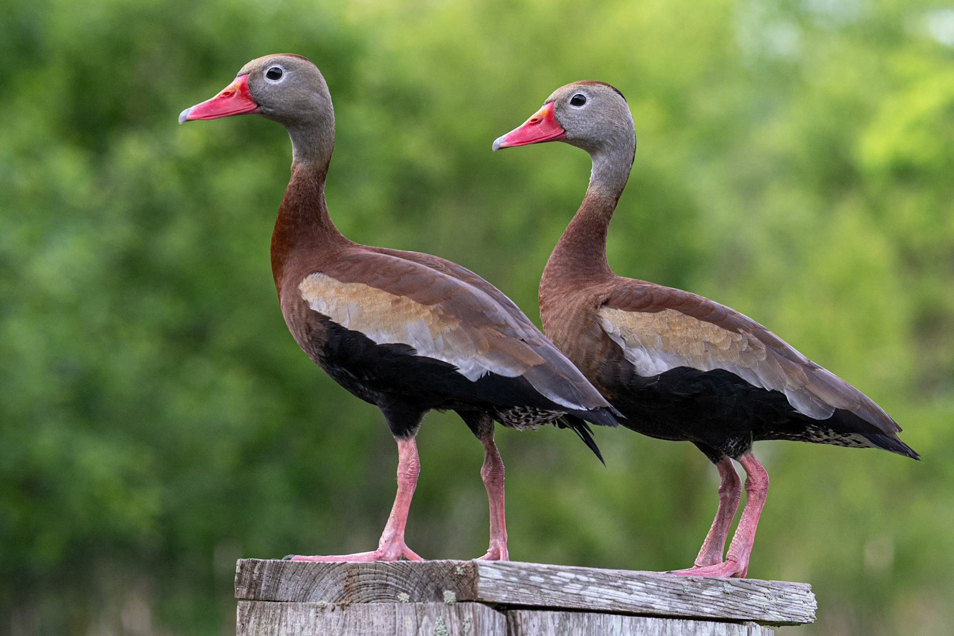 Black-bellied Whistling Ducks