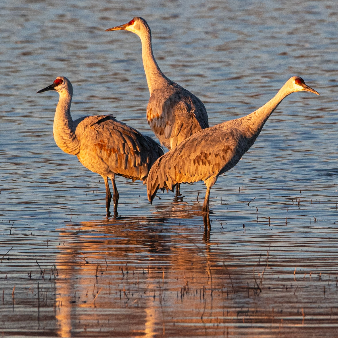 Sandhill Cranes
