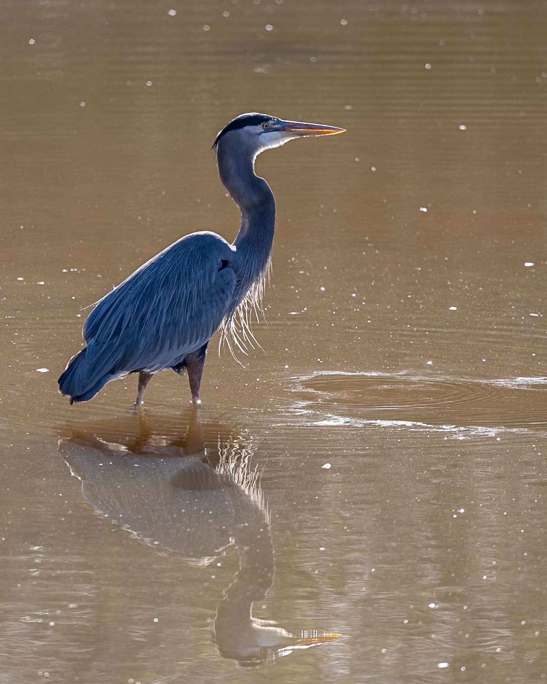 Grey Heron