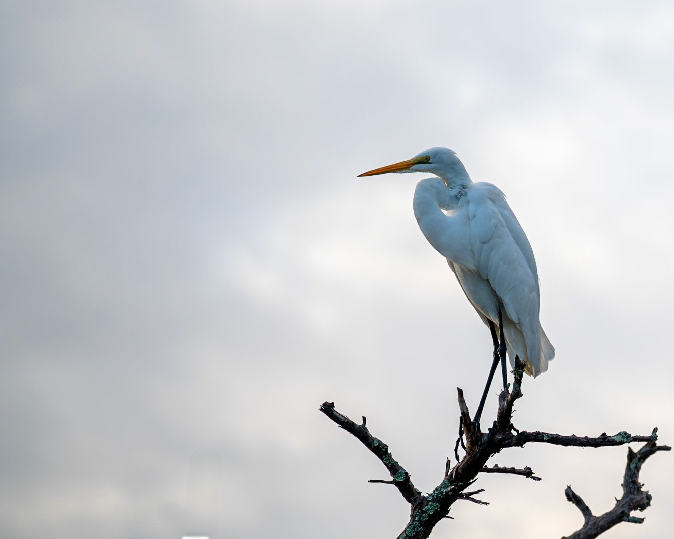 Great Egret
