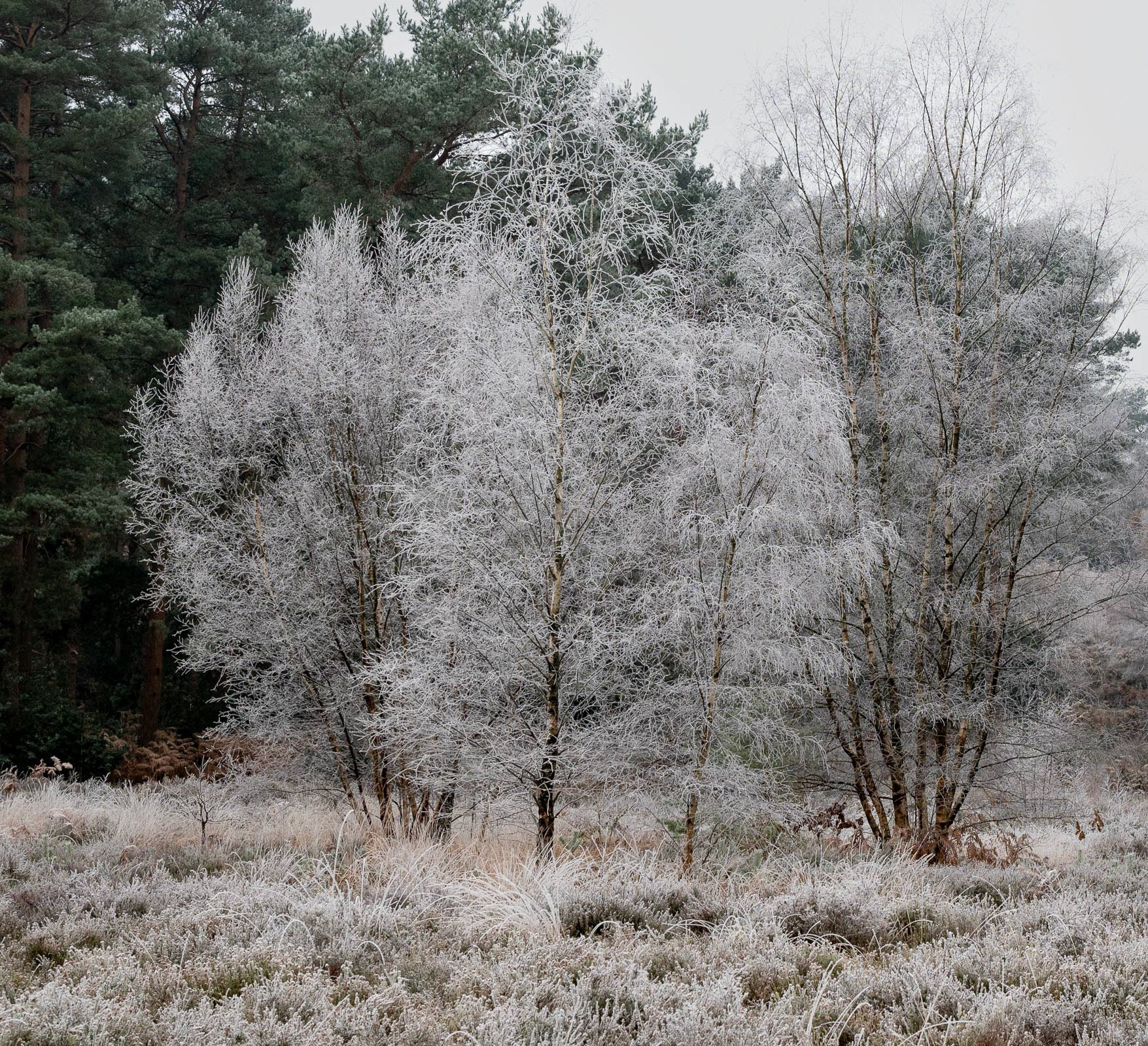 20221211 A frosty morning