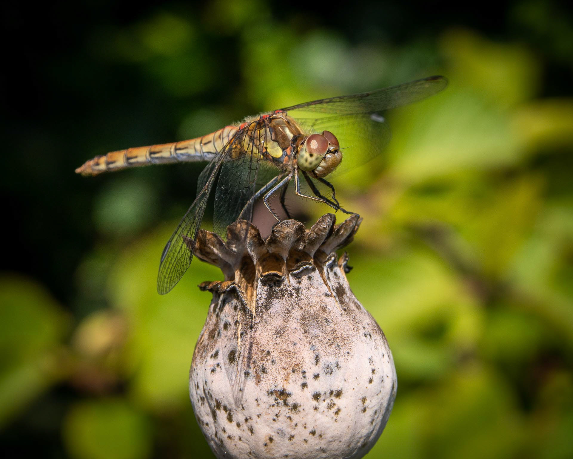20220901 Common Darter on Poppy Head