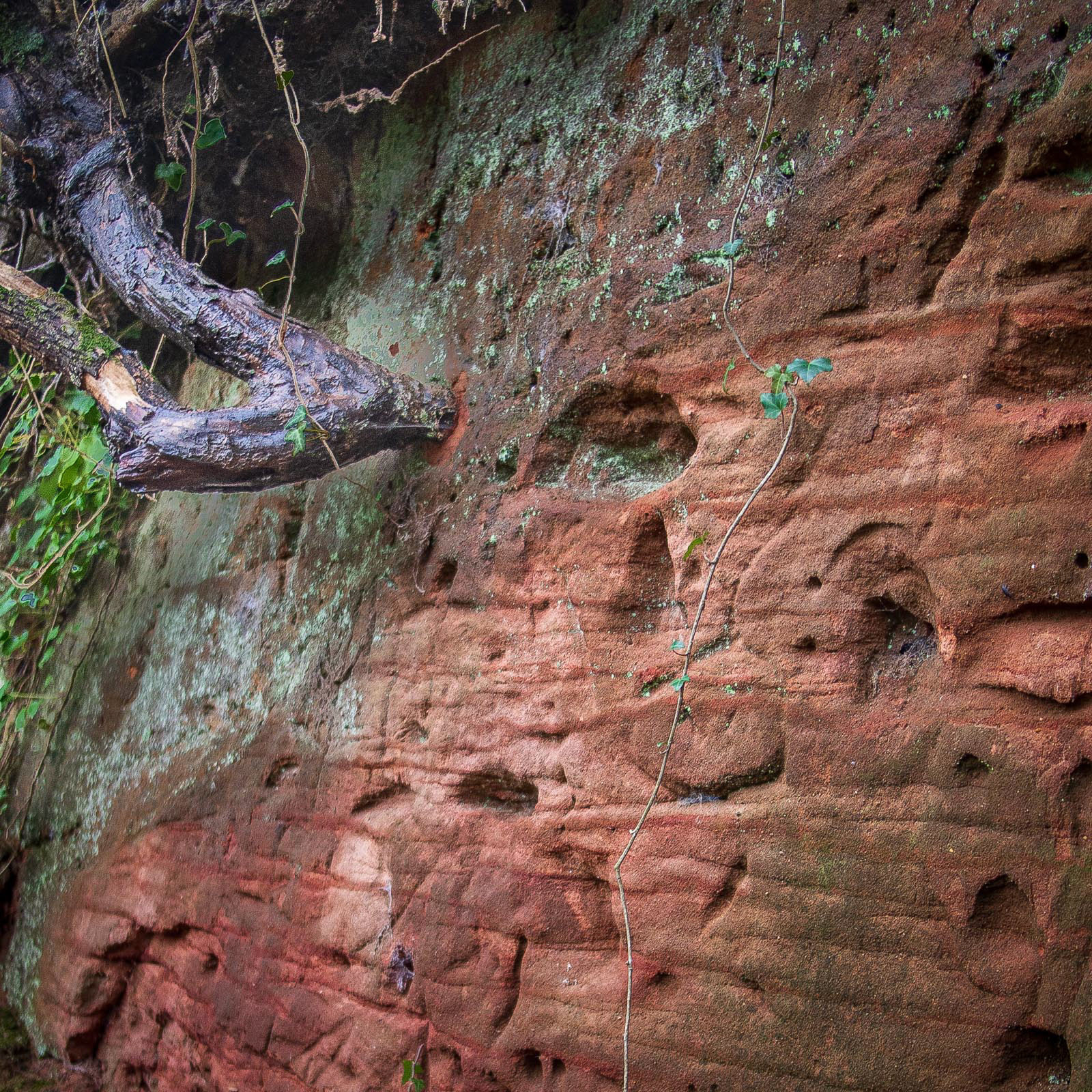 20220110 Tree growing out of Sandstone