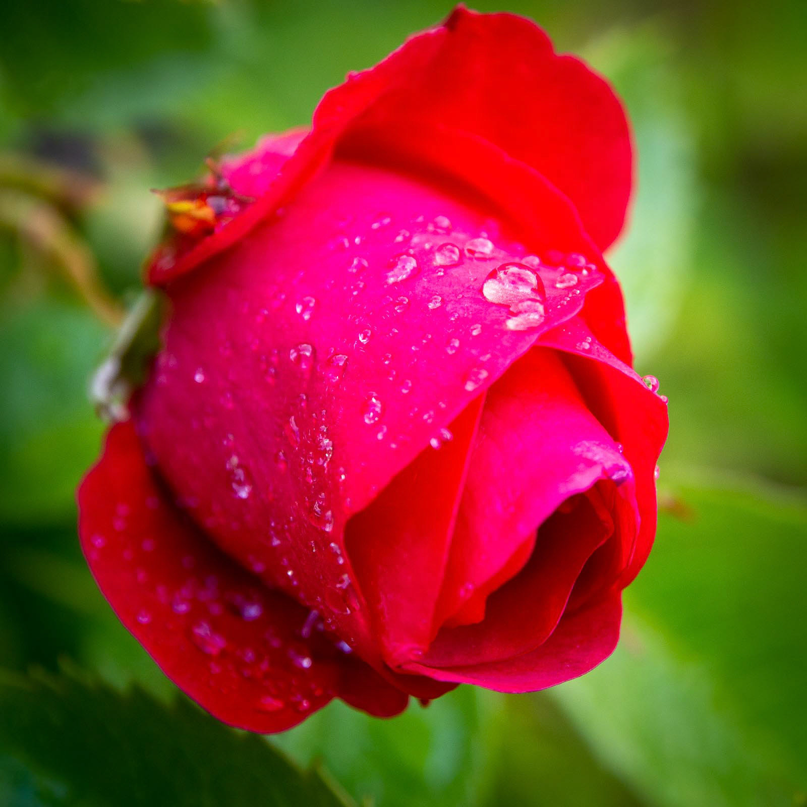 20220529 Rain Drops on Rose