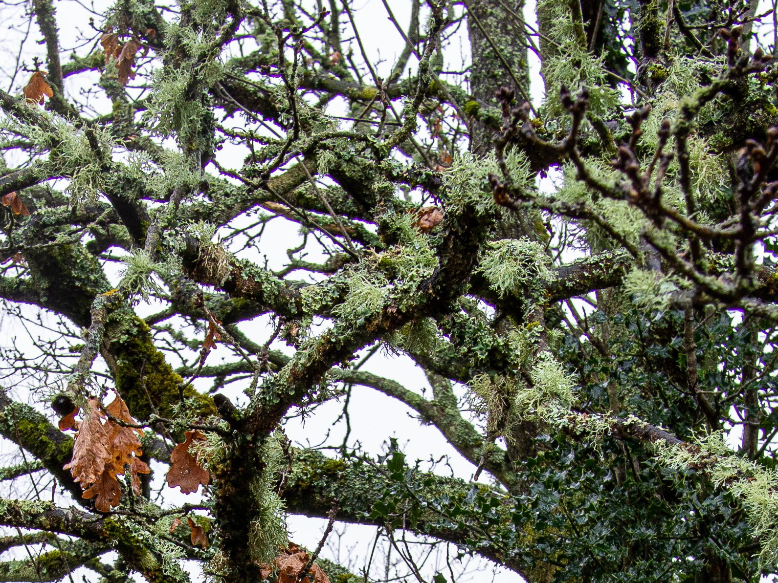 20220301 - Lichens