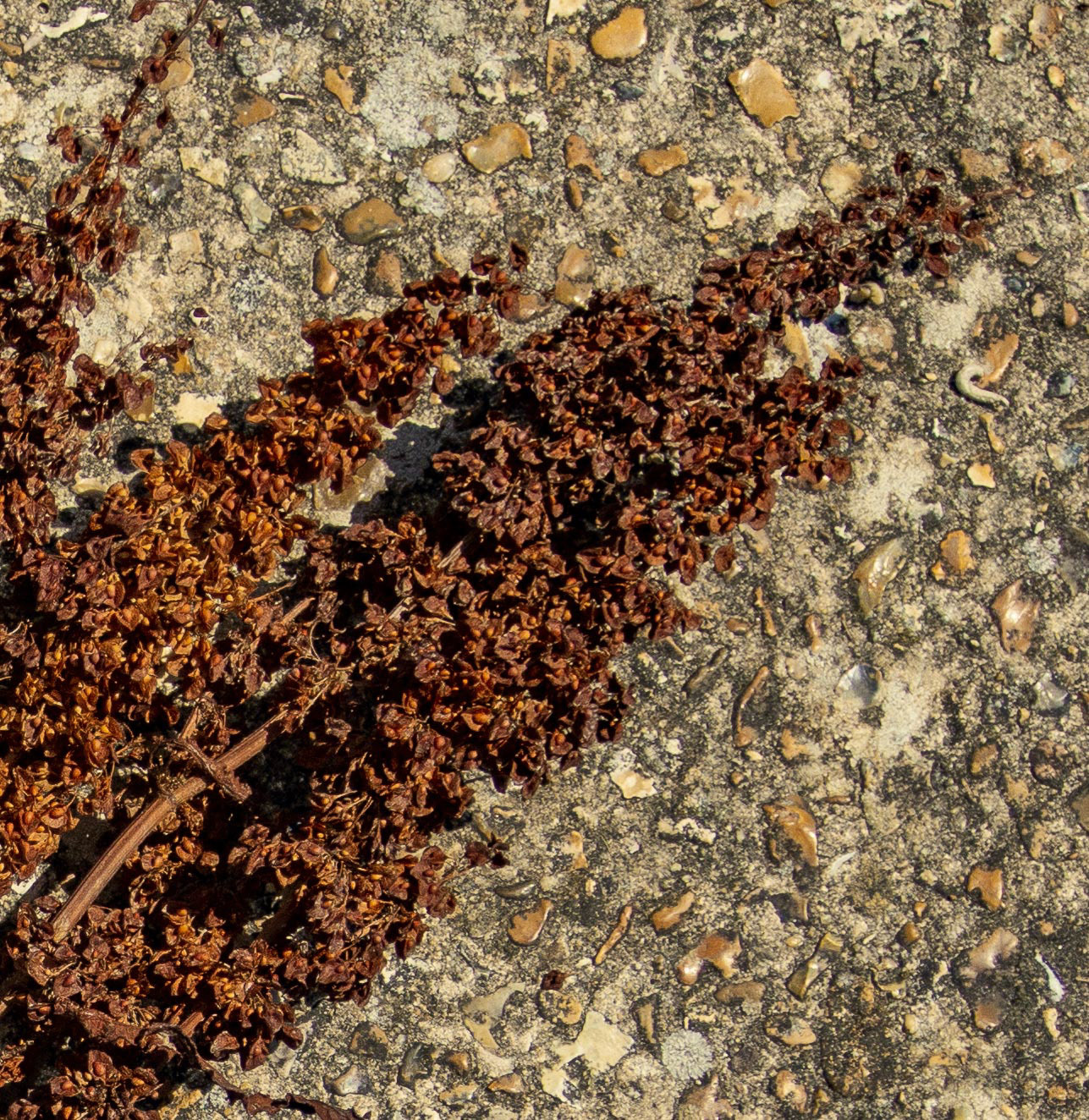 20220811 Beach Closeup