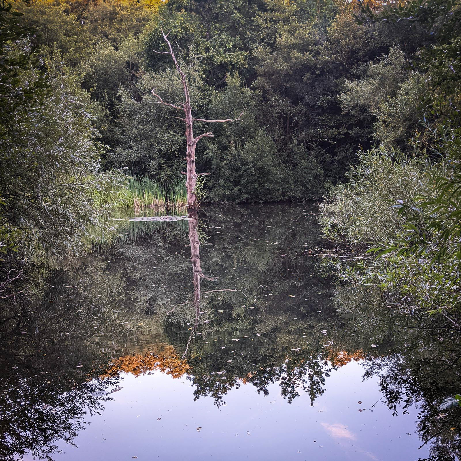 20220831 Pond Reflection
