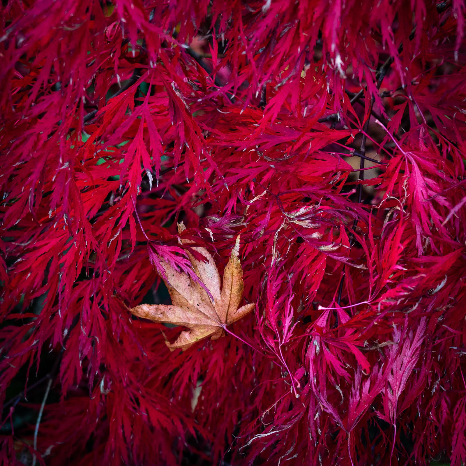 20221114 Odd leaf out