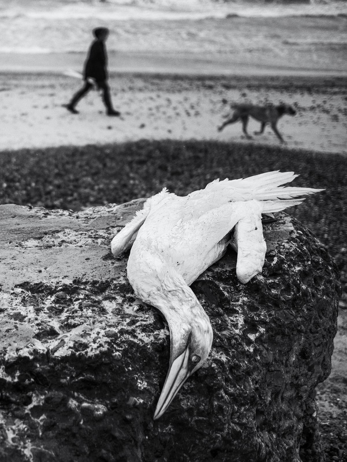 20220310 Deceased Gannet