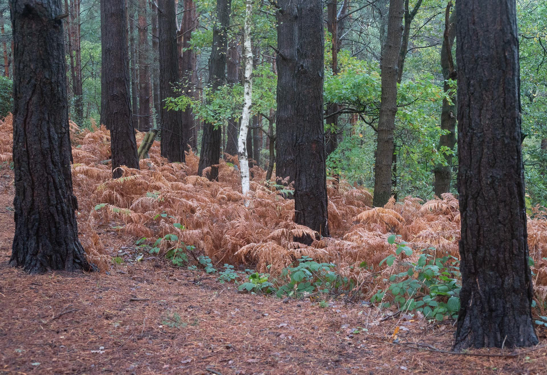 20221106 Silver brich in the pines