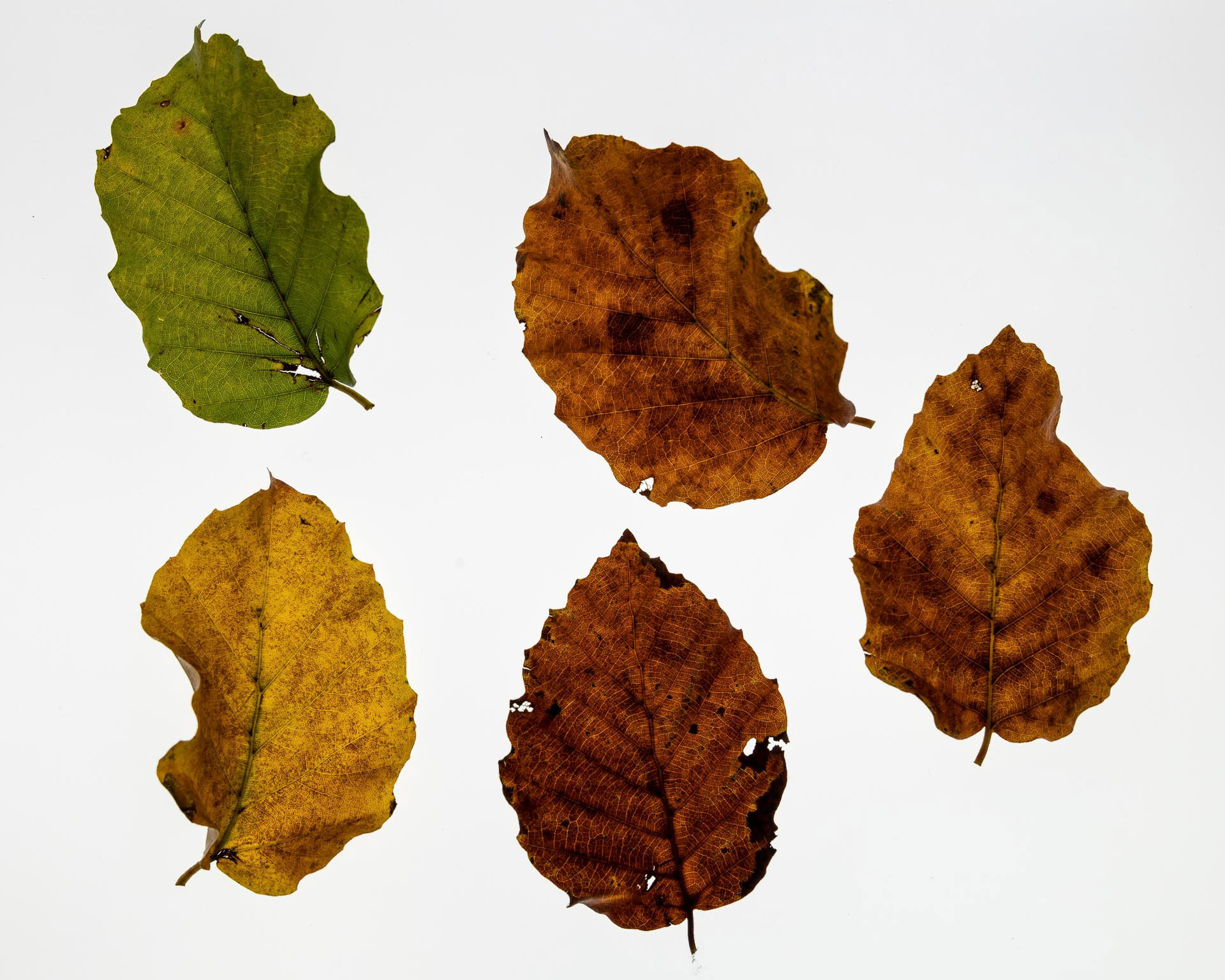 20221120 Autumn Leaves