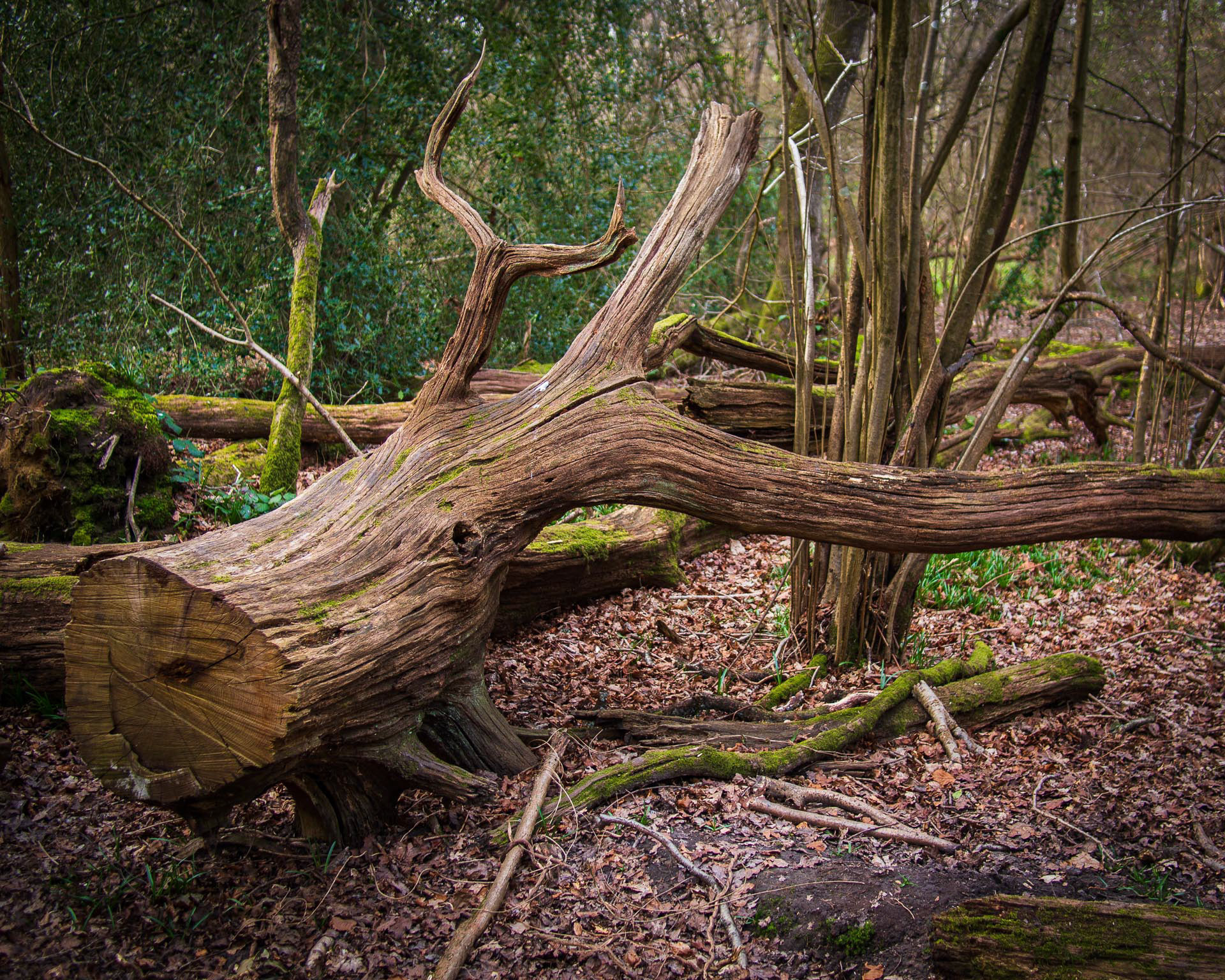 20220330 Fallen Tree, Wepham Woods