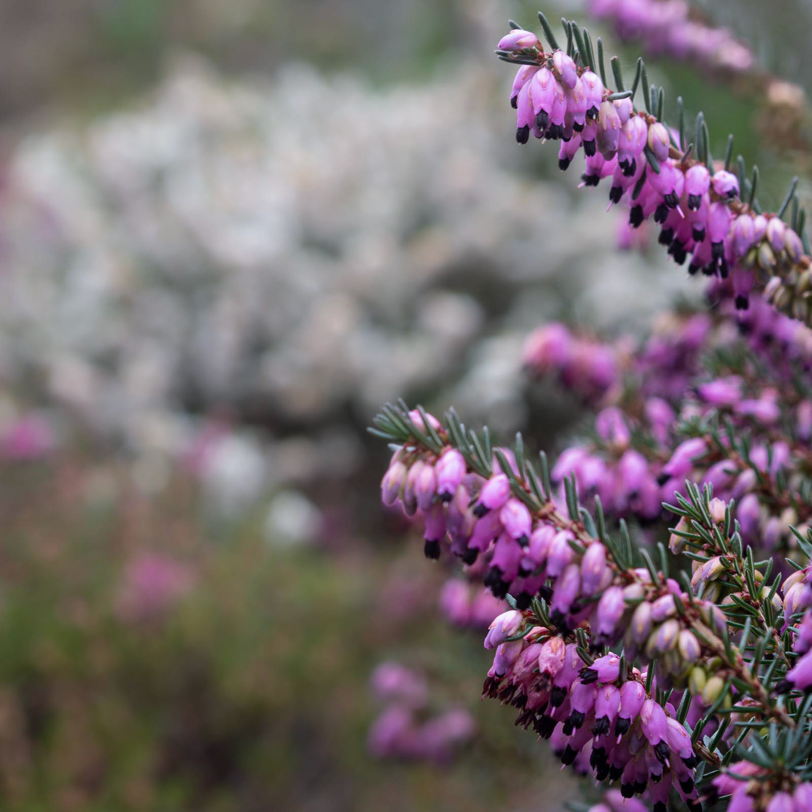 20220124 Winter Flowering Heather
