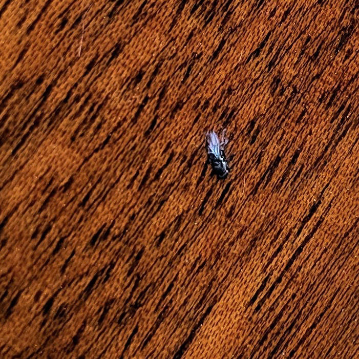 20220506 Fly in the Varnish