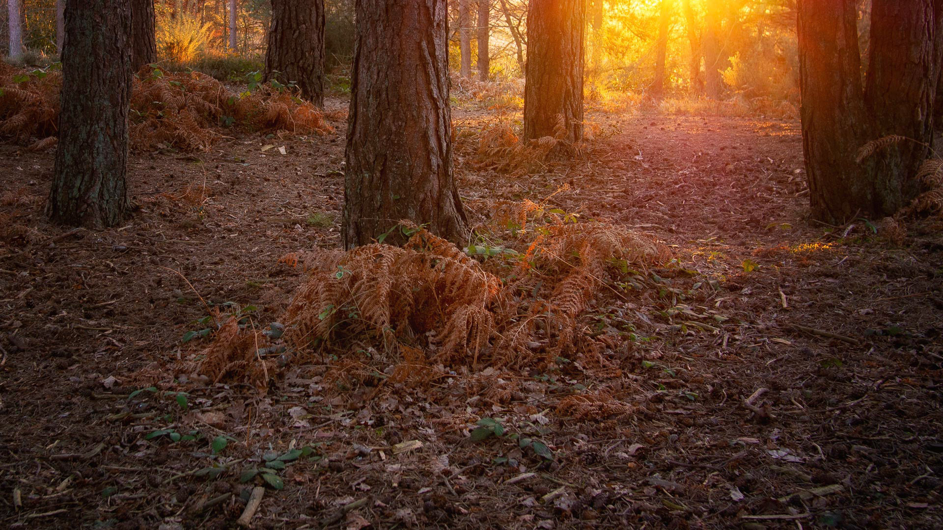 20220204 Evening Glow