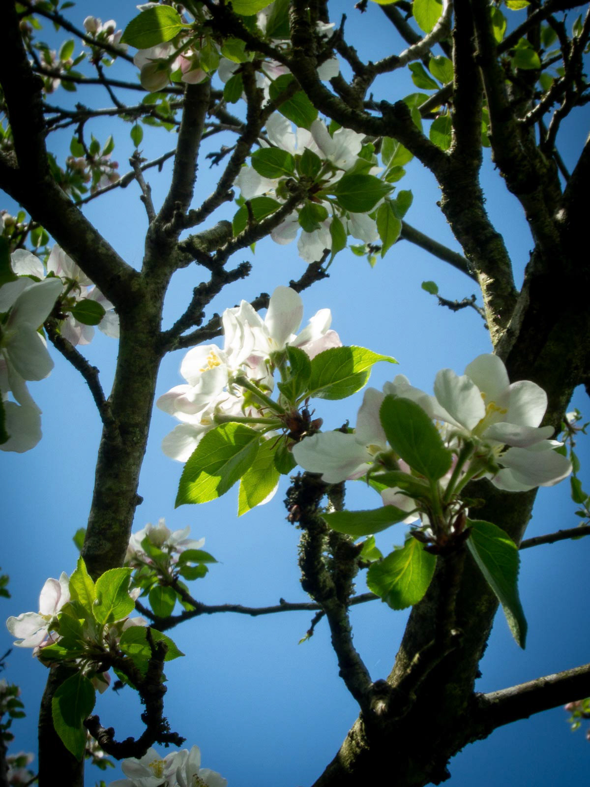 20220426 Spring Blossom