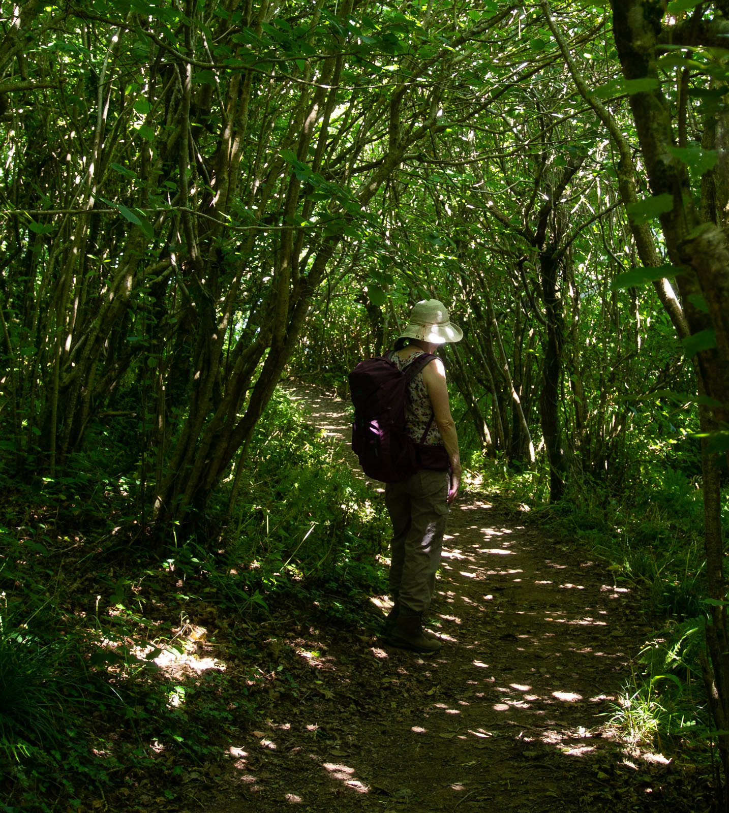 20220708 Dappled Walk