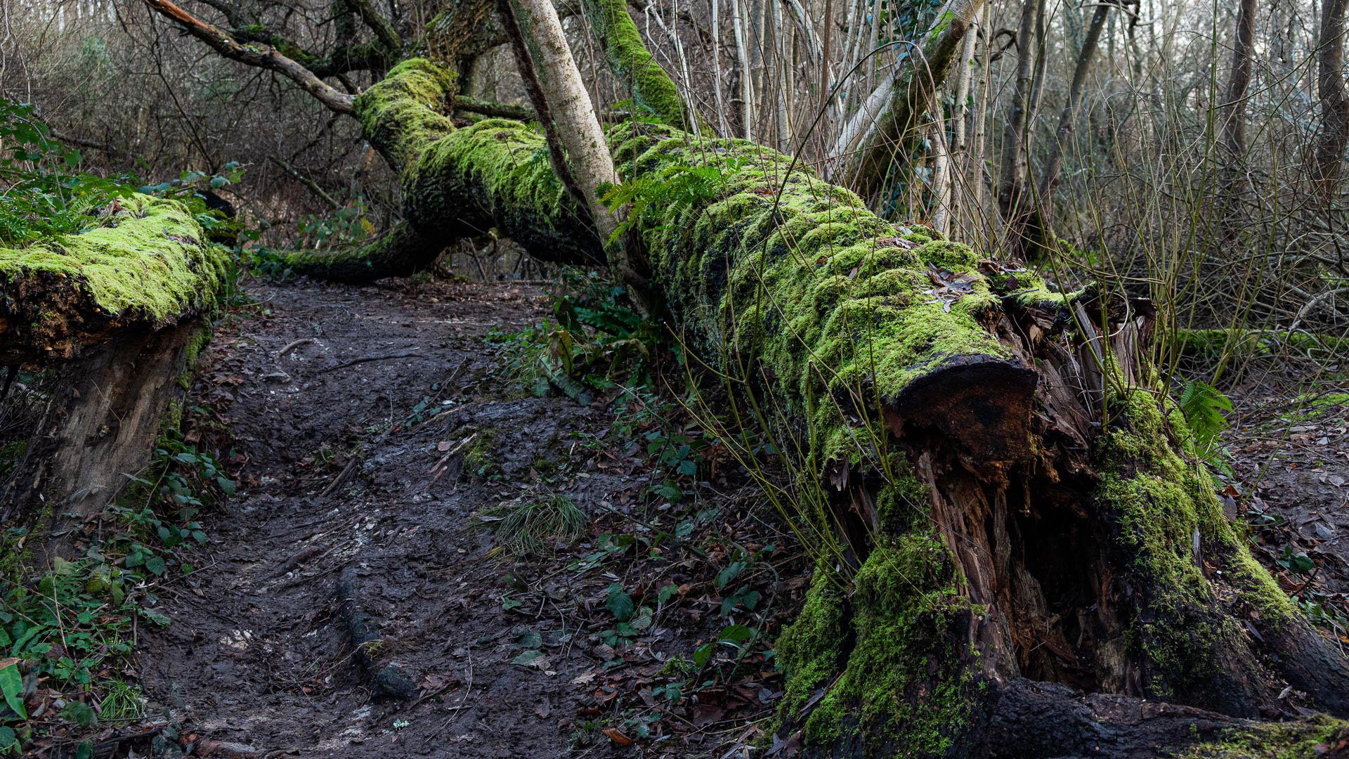 20221229 Fallen Tree