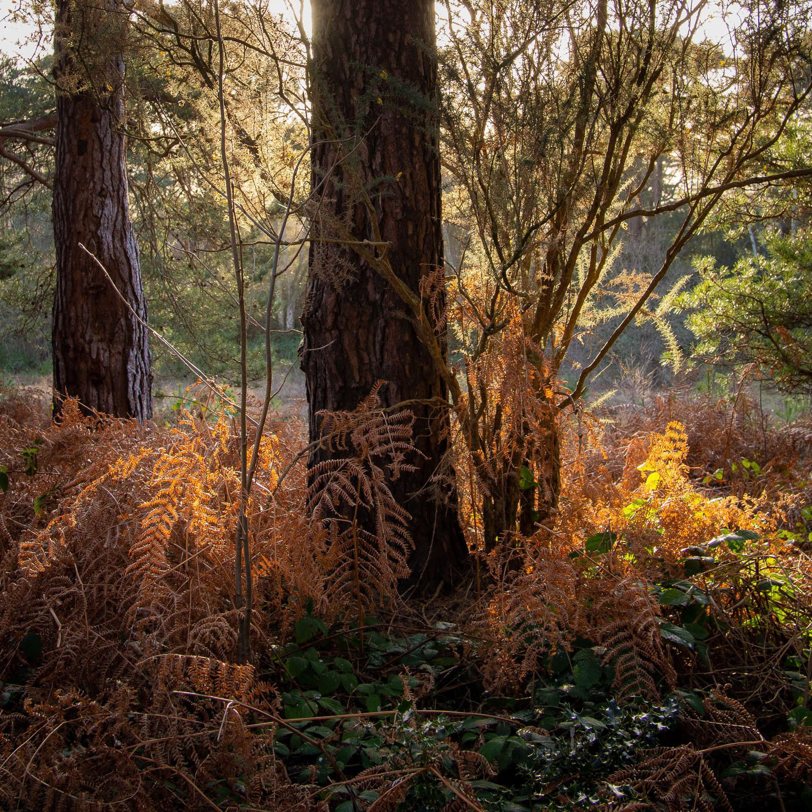 20220130 Winter Light