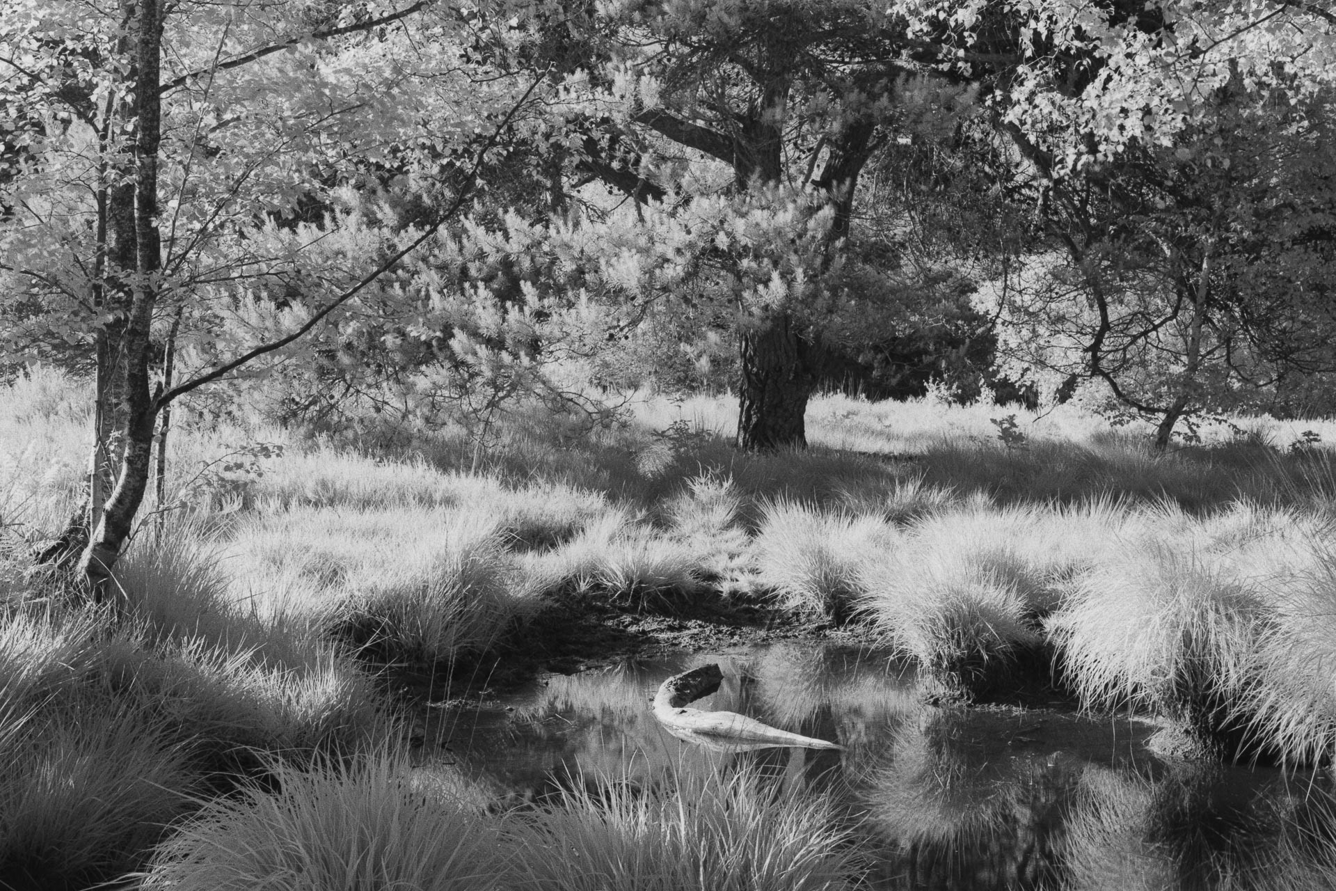 20220611 Luminous Leaves  (Infrared Film)