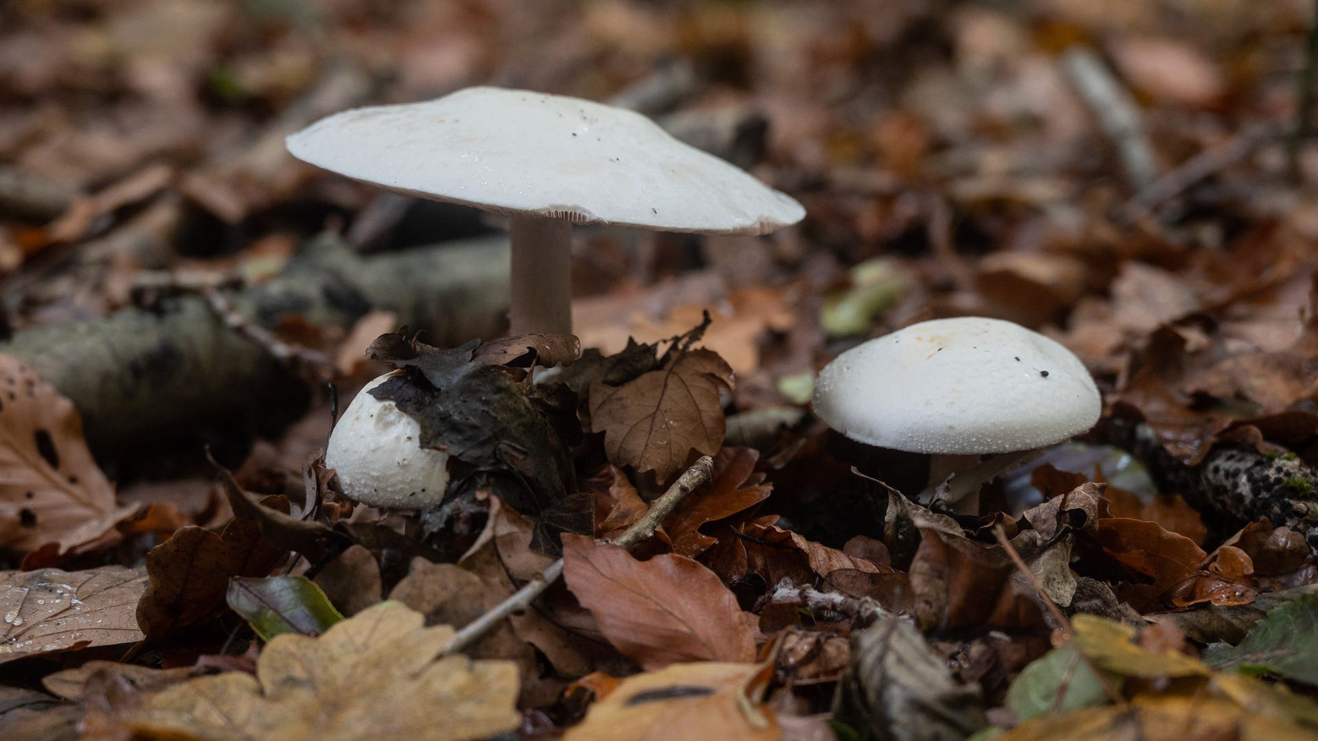 20221030 Fungi The Mens