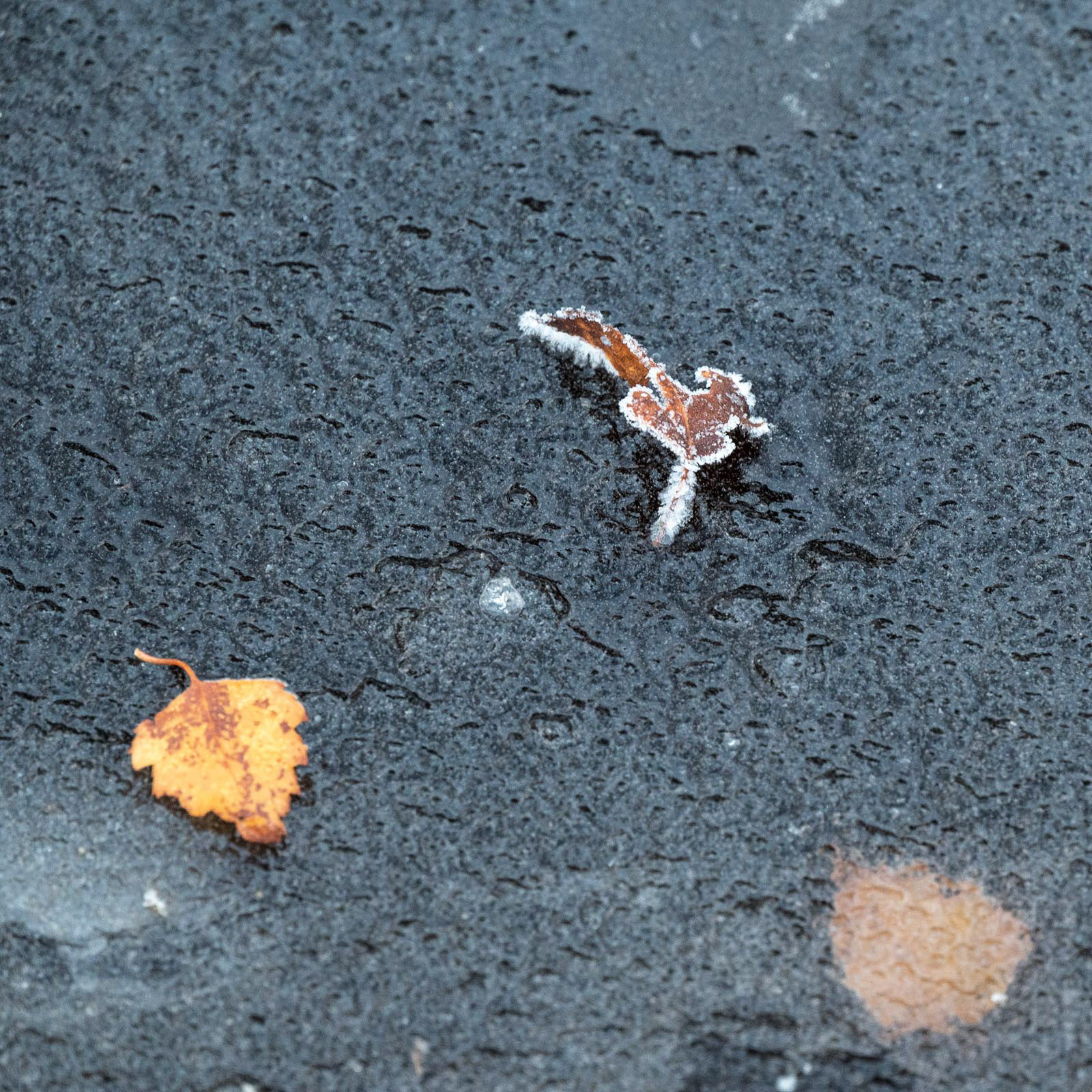 20221213 Leaves on the pond