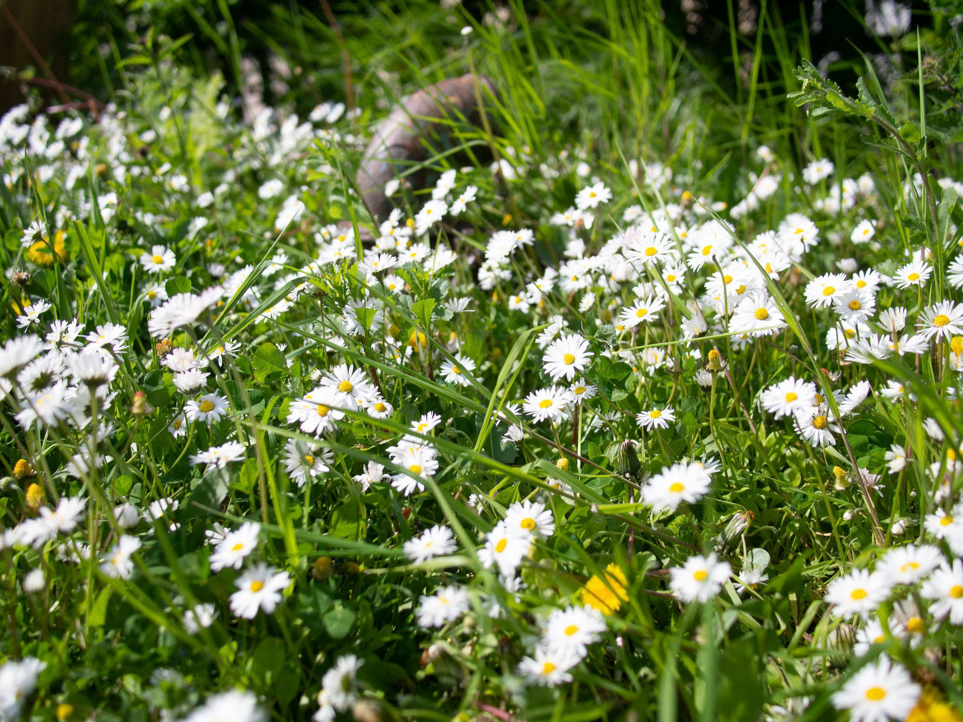 20220420 Wild Flowers, Norwood Jn station