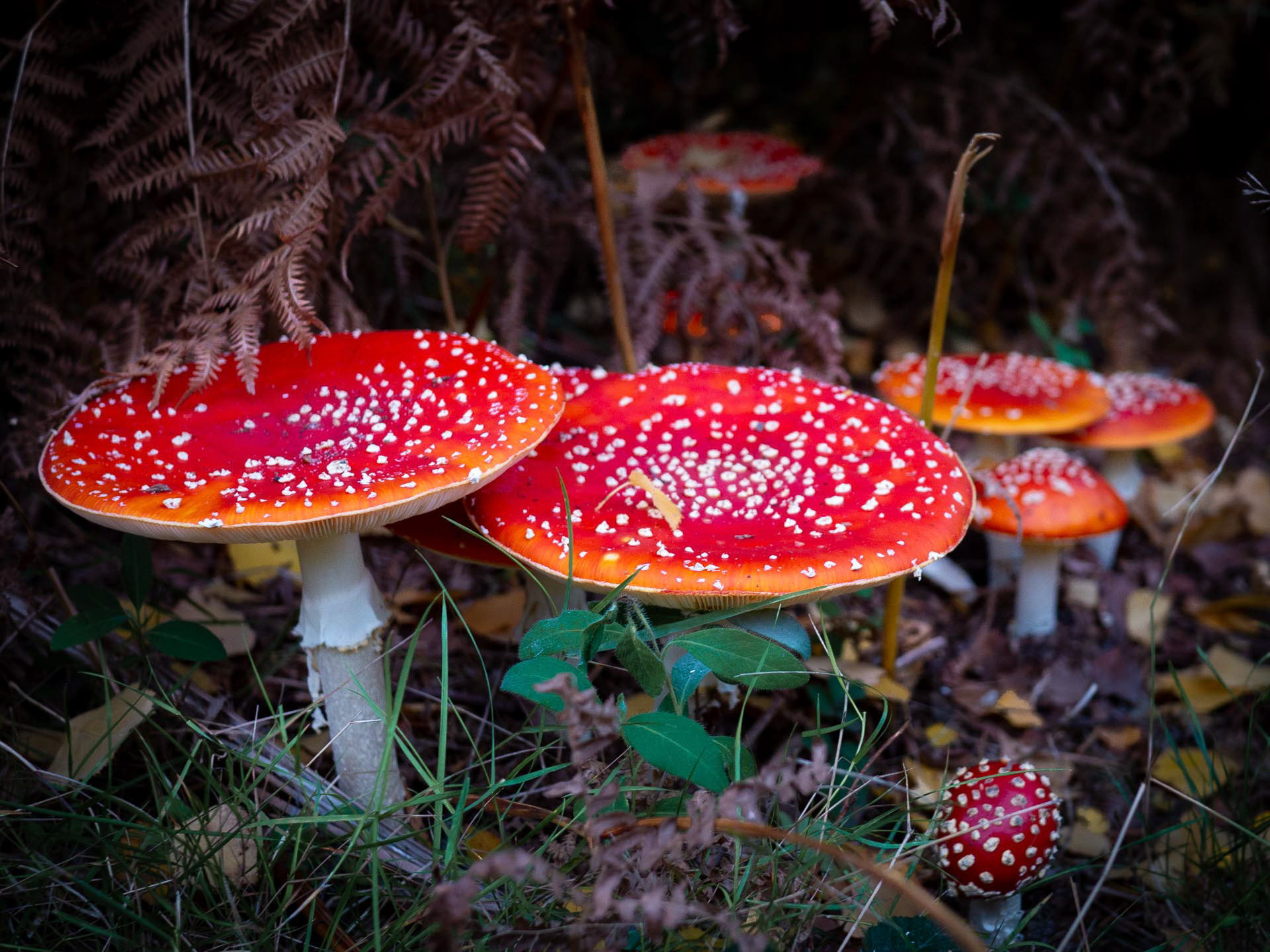 20221009 Fly Agaric