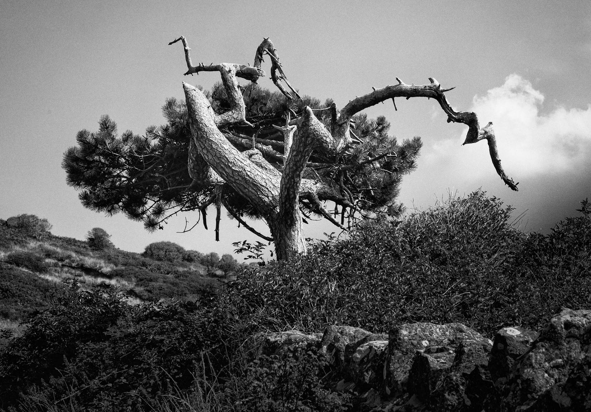 Exposed Tree