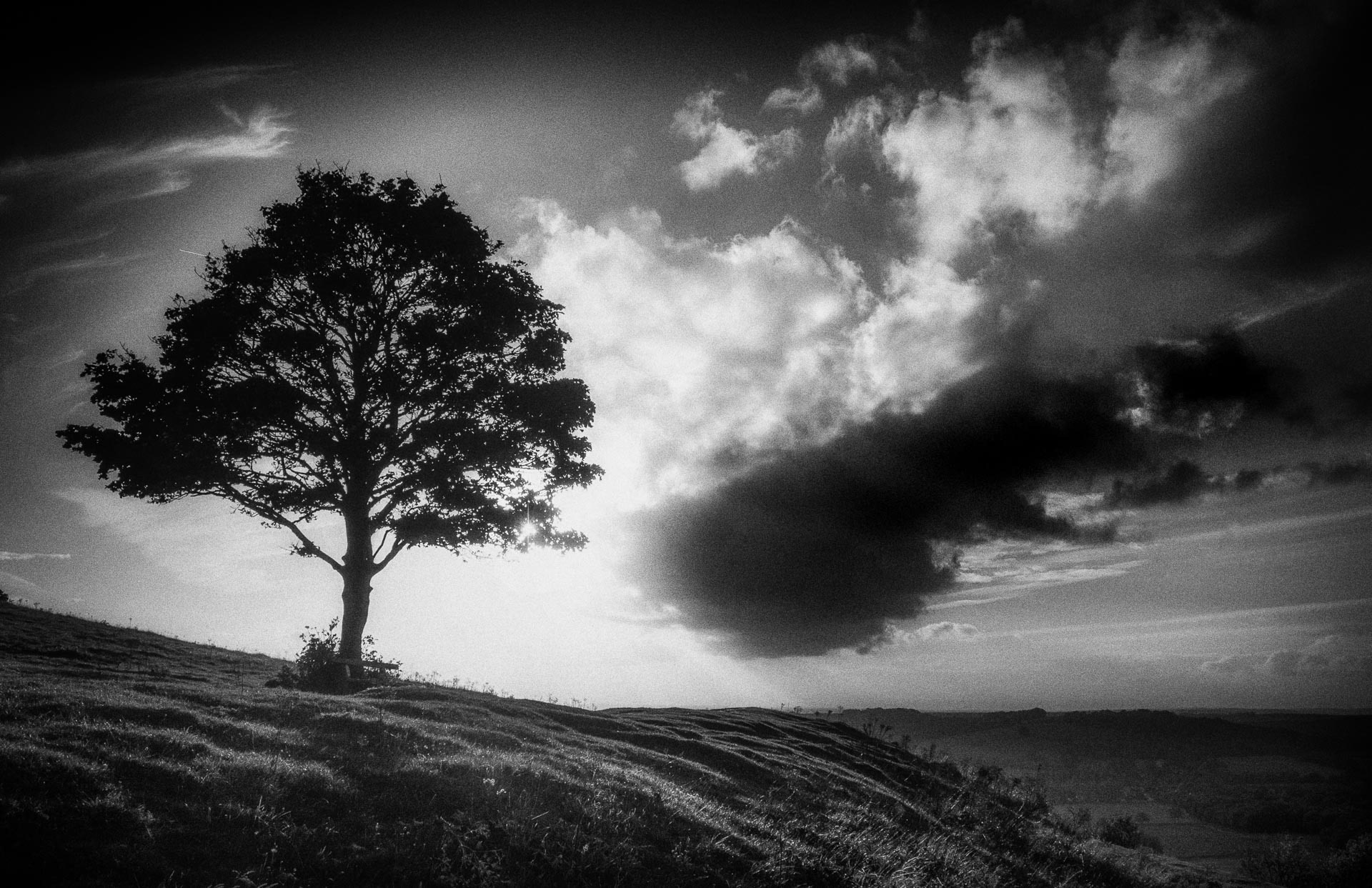 20221015 Tree and Cloud