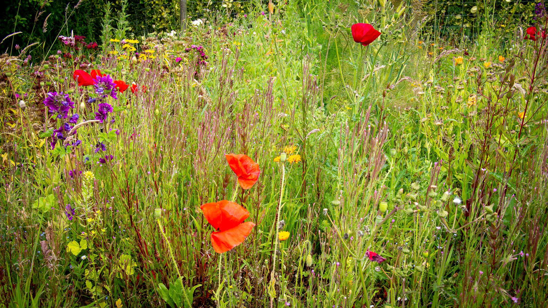 20220703 Wild Flower Border,  Llanmadoc Open Gardens